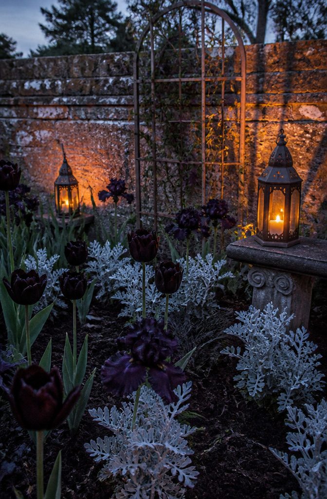 Goth garden with black tulips, dark irises, and dusty miller plants.