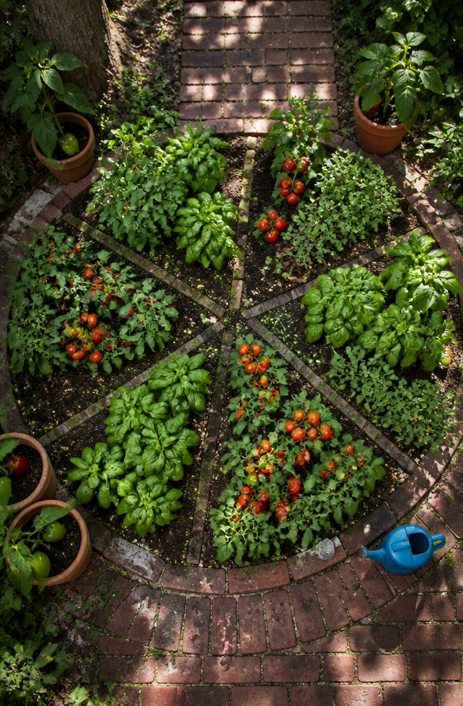 Pizza garden with tomatoes, basil, oregano, and peppers in a circular layout.