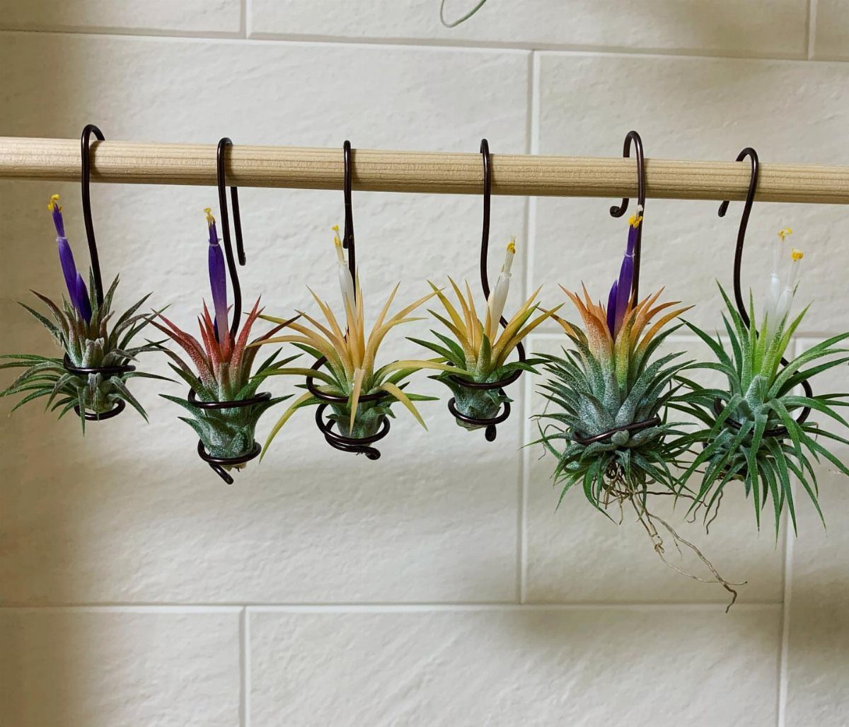 Six colorful air plants hanging from a wooden rod in wire holders.