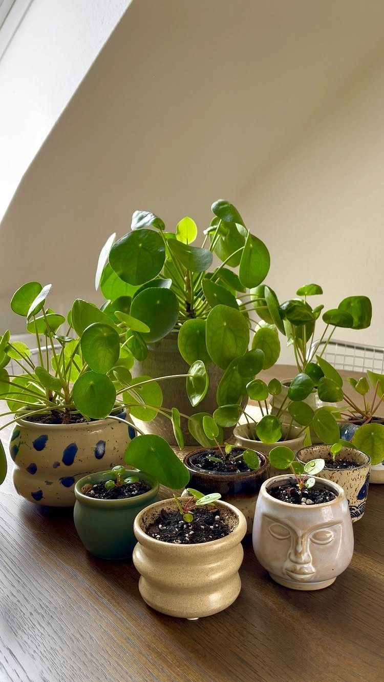 Chinese Money Plants with round green leaves in decorative ceramic pots on wood.