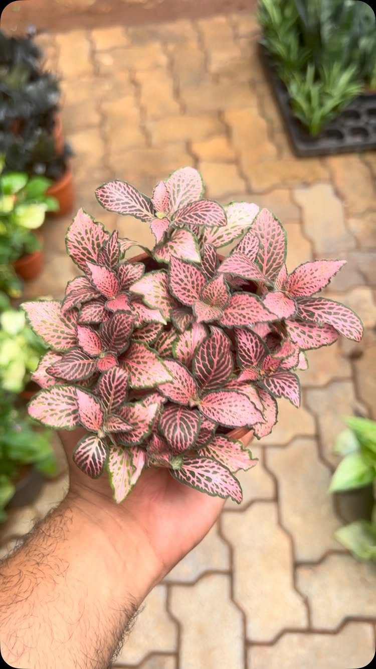 Fittonia plant with pink and green leaves held in a person's hand.