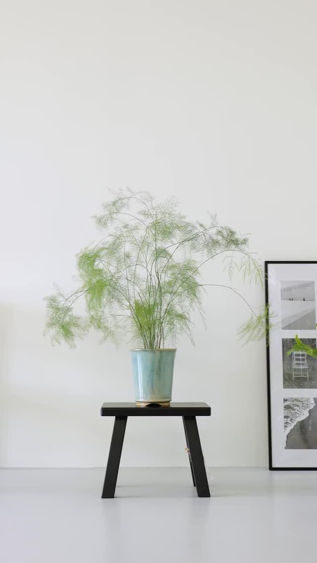 Green wispy fern in a blue pot on a black wooden bench.