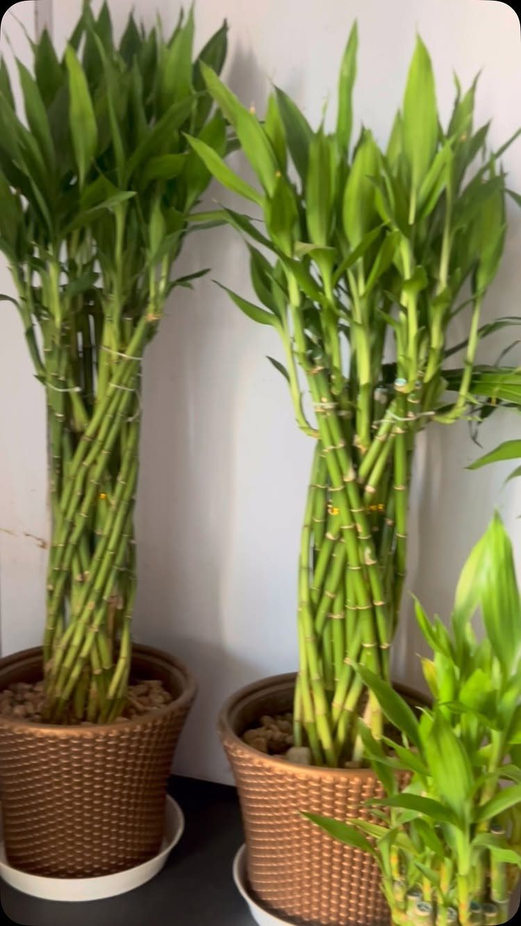 Lucky Bamboo plants with green foliage in brown textured pots against white wall