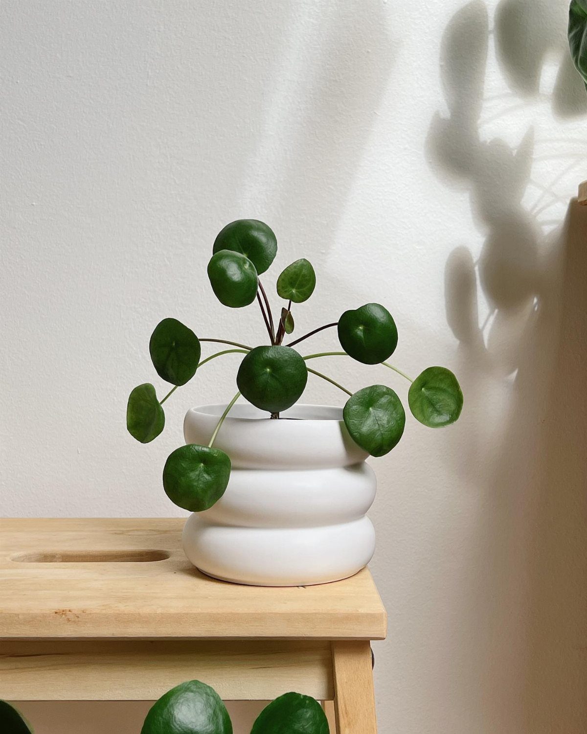 Peperomia plant with round green leaves in a white ribbed ceramic pot