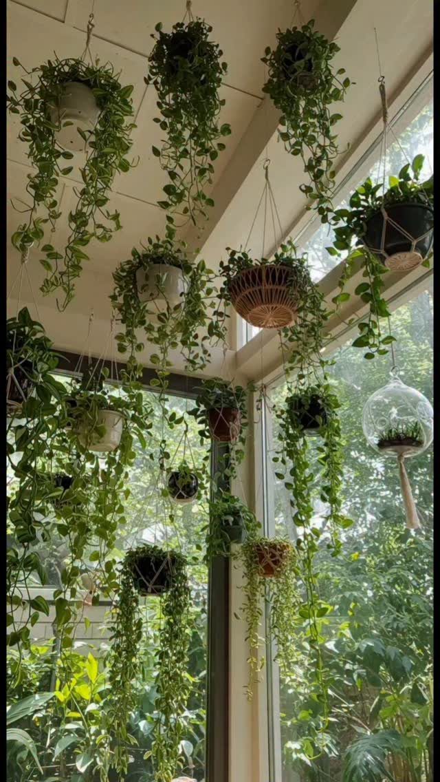 Trailing green plants in hanging baskets suspended from a ceiling by a window.