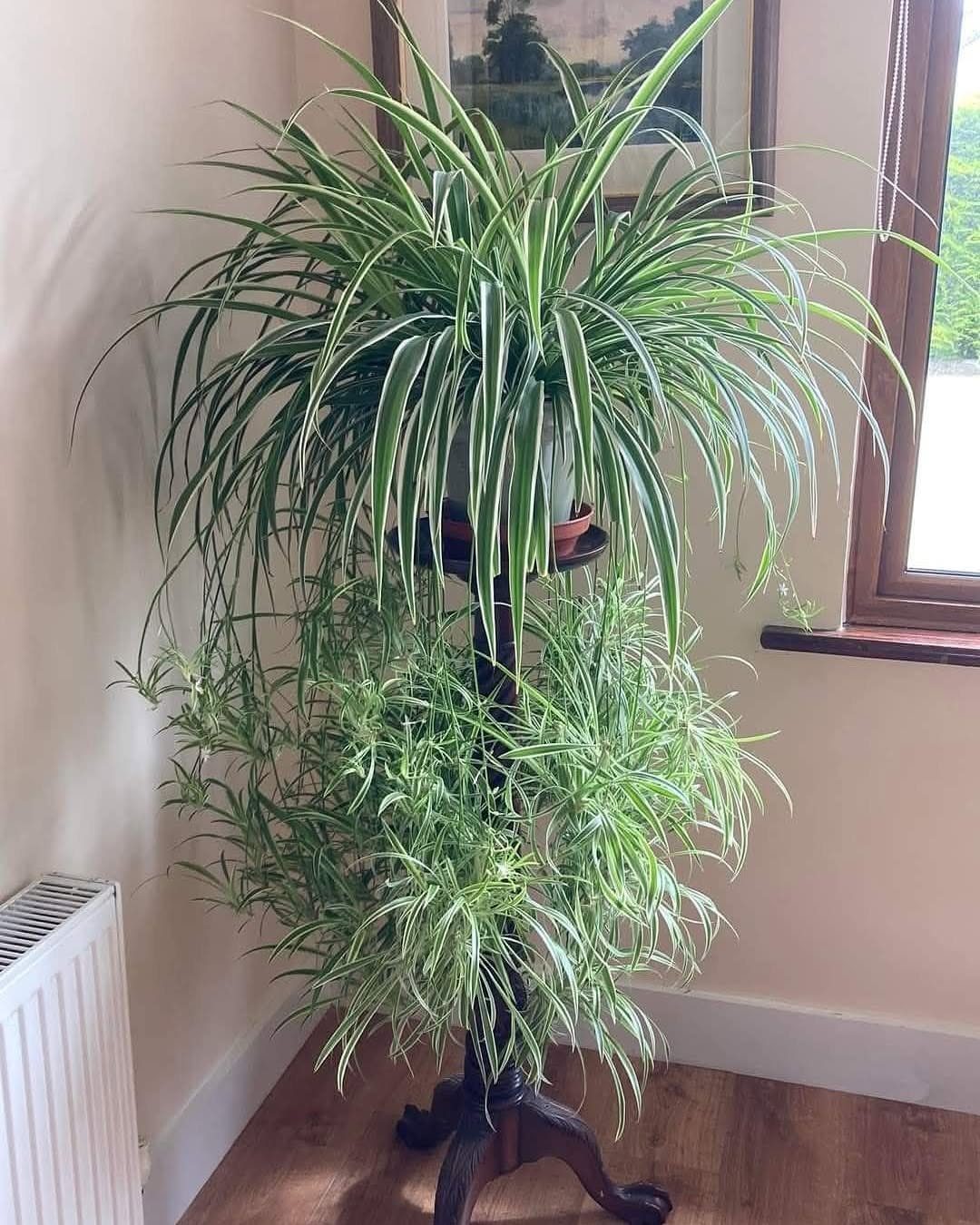 Spider plant with variegated leaves on a dark wooden indoor plant stand
