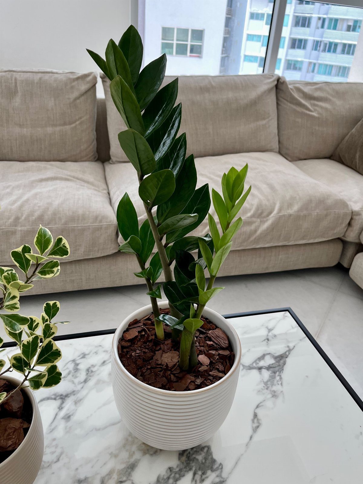 ZZ plant with glossy green leaves in a white ribbed pot on marble.