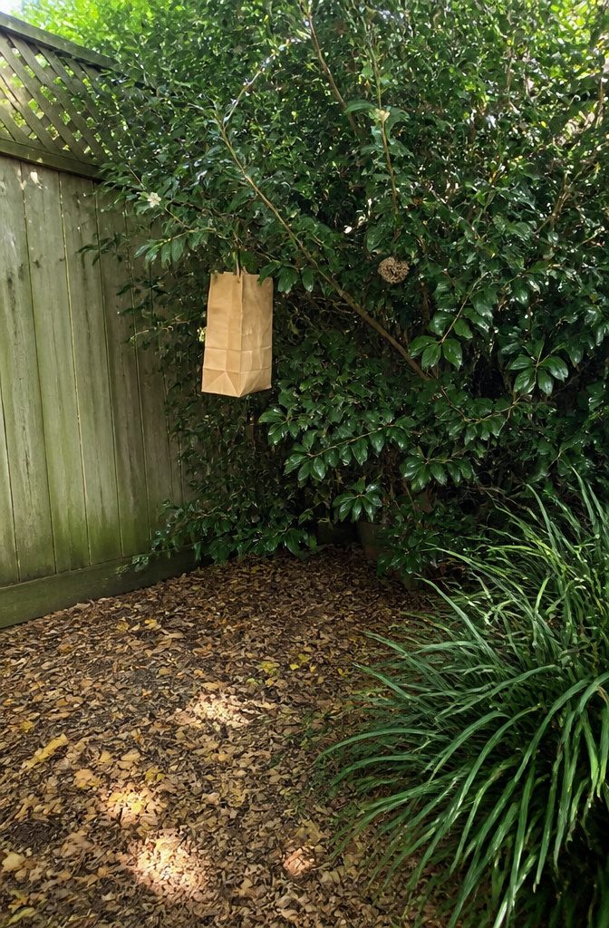 Are Paper Wasps Worth the Sting? 2026 Garden Guide 4 A paper wasp nest hidden behind a fence rail.