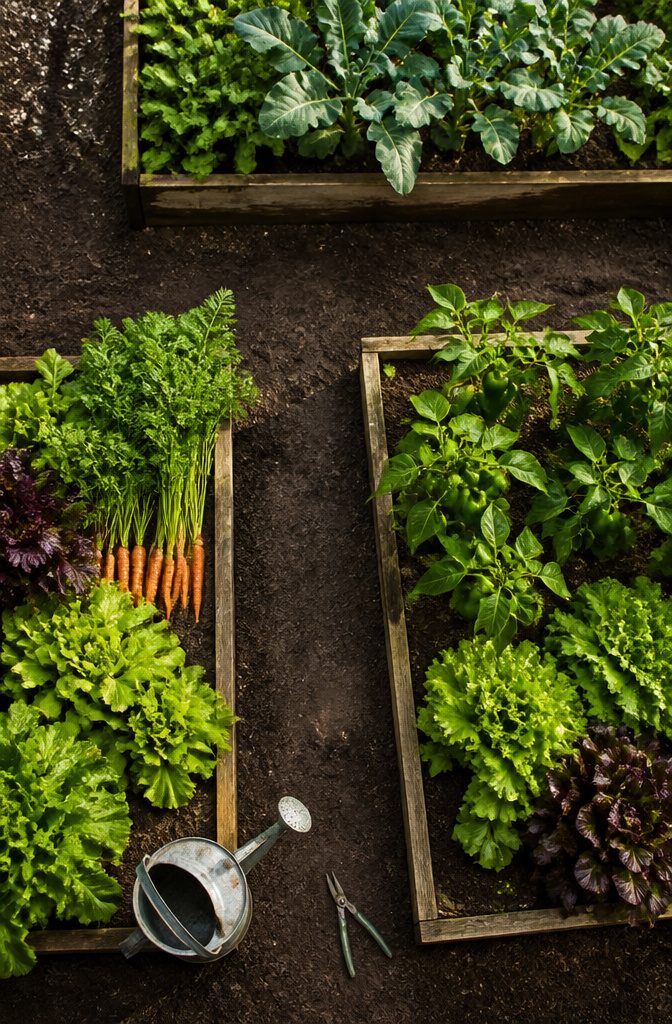 A diverse vegetable garden with various plants and rich soil.