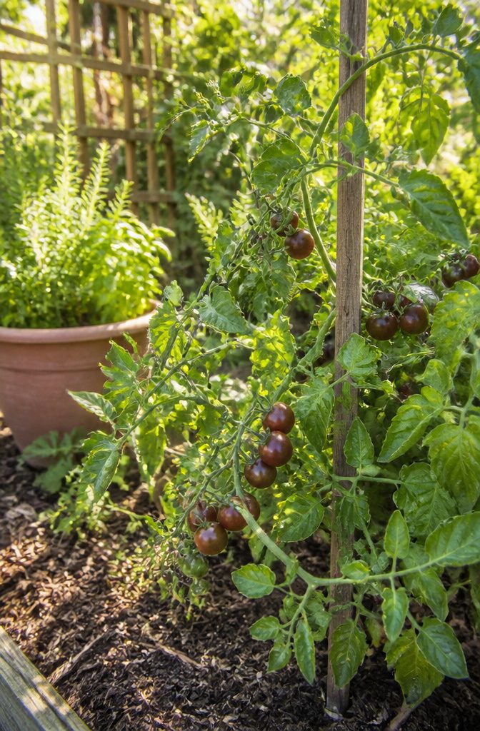 Black Cherry tomato vines with round, glossy mahogany-brown fruits.