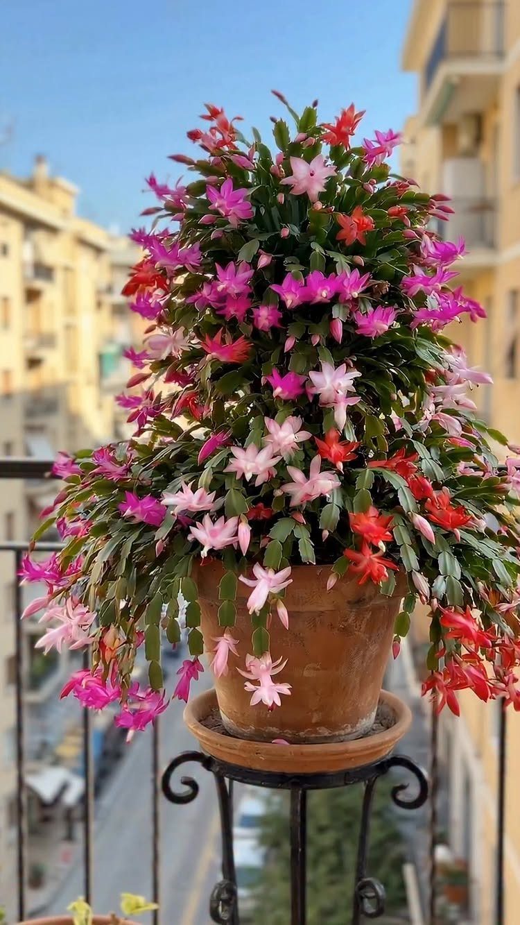 Christmas cactus with pink and red blooms in a terracotta pot on a balcony.