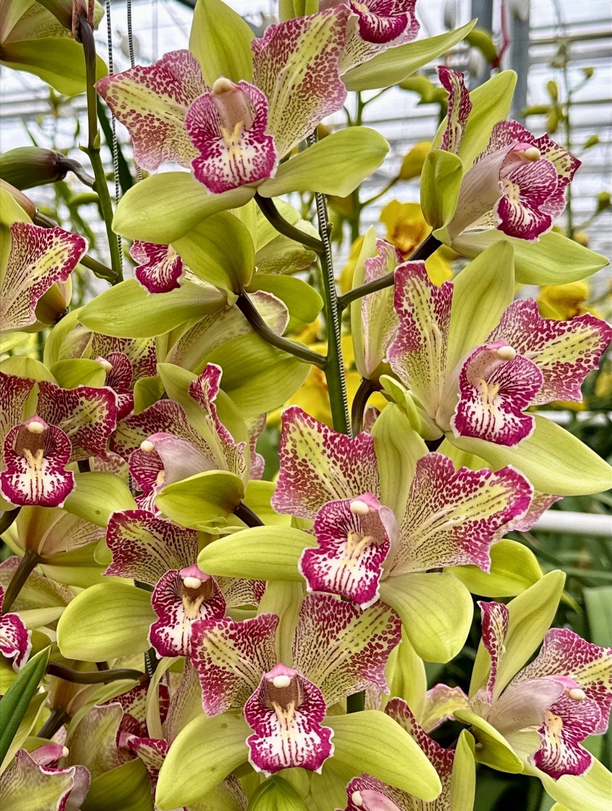 Cymbidium orchids with lime green petals and magenta speckled centers in a greenhouse.