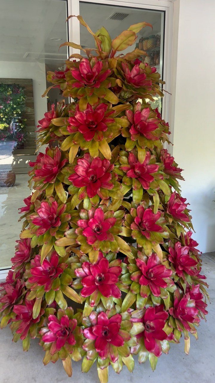 Bromeliad plants arranged in a conical Christmas tree shape with red and green foliage.