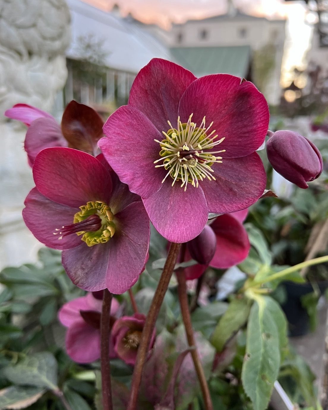 Deep magenta Helleborus flowers with yellow centers and green leaves in a garden.