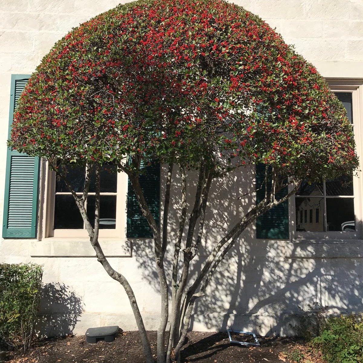 Rounded holly shrub with red berries planted against a stone house wall.