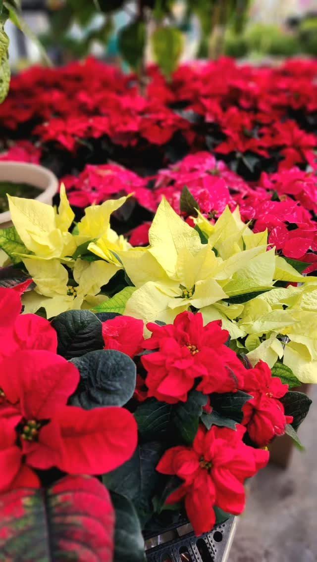 Red and yellow poinsettia plants with vibrant bracts in a garden center.