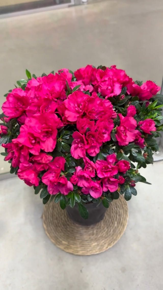 Bright pink azalea flowers in a pot resting on a woven mat.