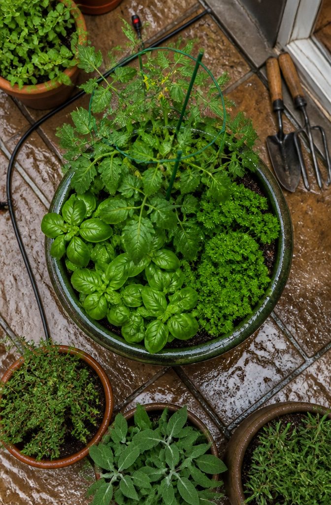 9 Container Garden Ideas for Any Space in 2026 8 A pot filled with various herbs and a tomato plant.