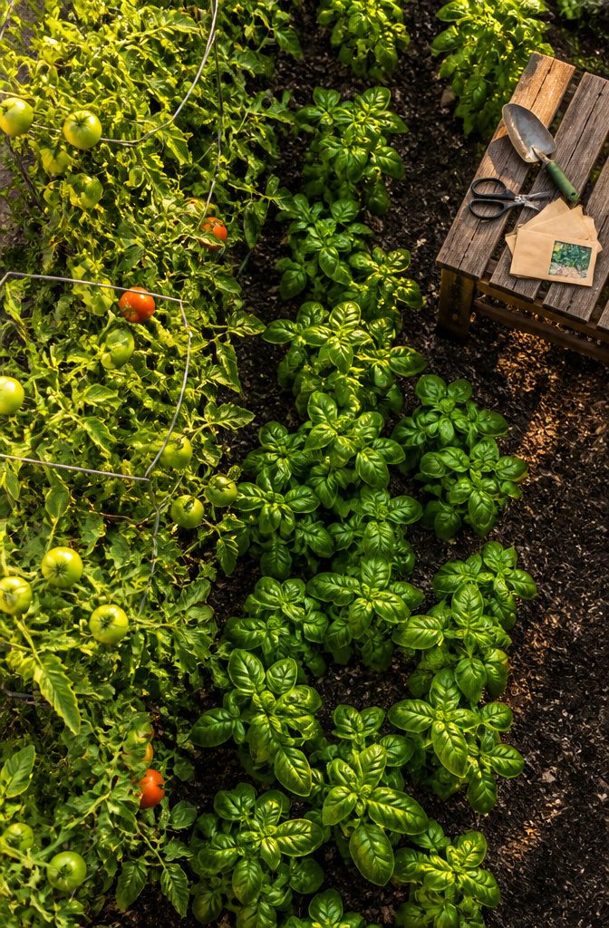 10 Creative Ways to Grow Food in Small or Unusual Spaces 9 Tomatoes growing alongside basil in a garden bed.