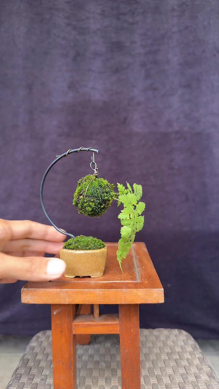 Green plant in a moss ball kokedama hanging from a black metal stand.
