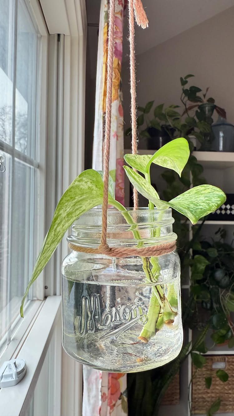 Green plant growing in water inside a hanging glass mason jar by a window
