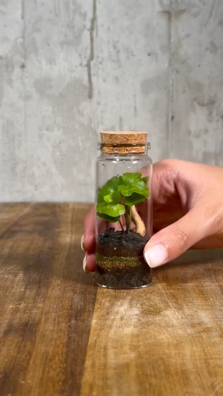 Small glass jar terrarium with a tiny green plant and cork lid.