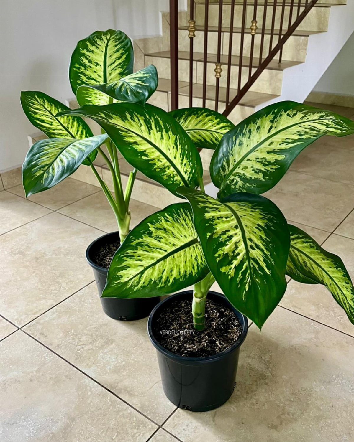 10 Fast Growing Indoor Plants for Quick Lush Growth 5 Two Dieffenbachia plants with variegated green and yellow leaves in black pots.
