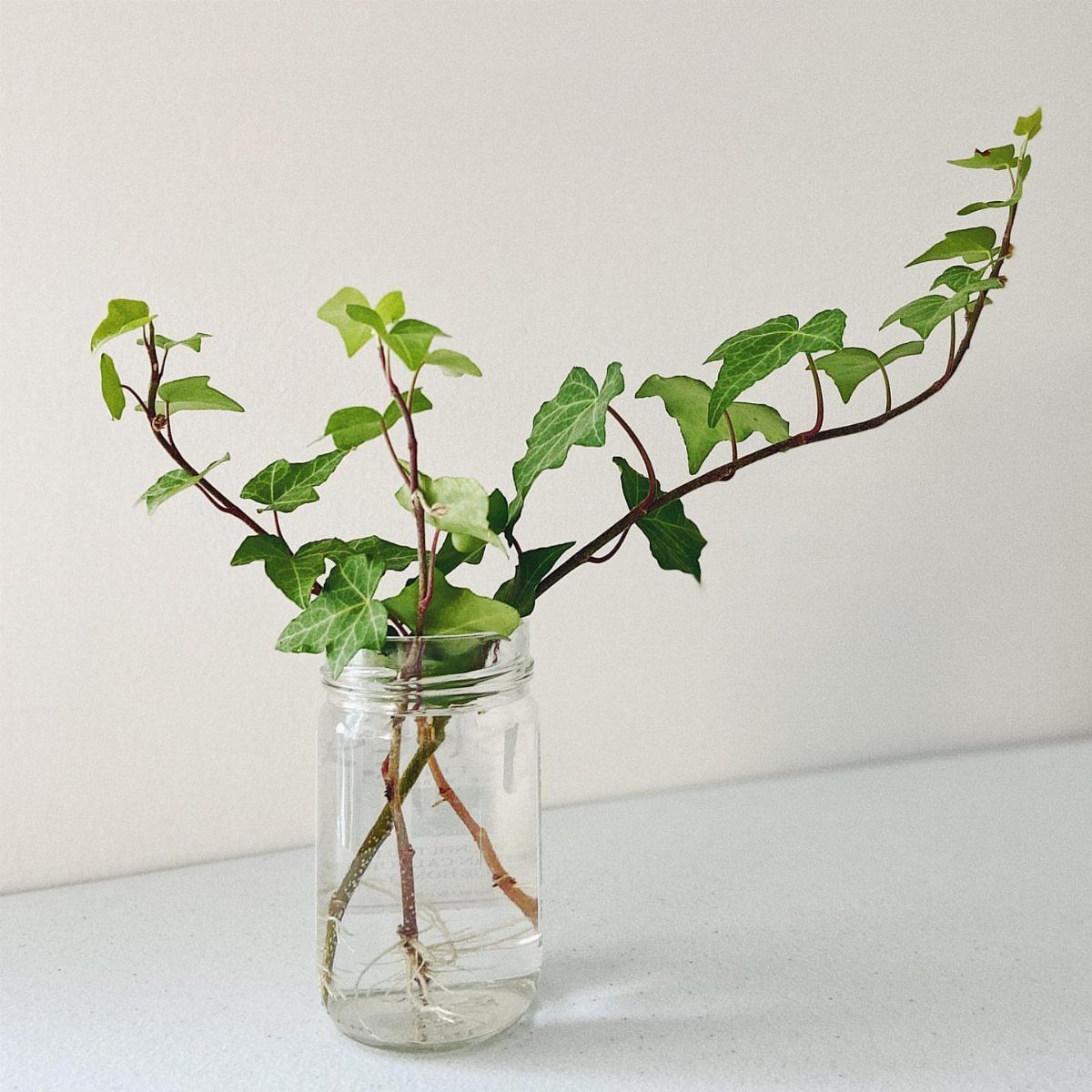 10 Fast Growing Indoor Plants for Quick Lush Growth 8 Ivy plant cutting with green leaves rooting in a clear glass mason jar.