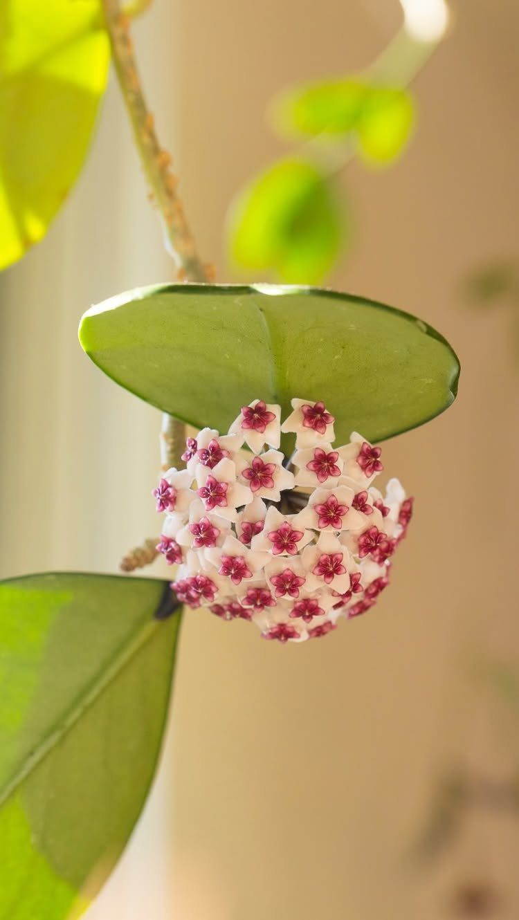 10 Fast Growing Indoor Plants for Quick Lush Growth 4 Hoya plant with a cluster of star-shaped white and red flowers and green leaves.