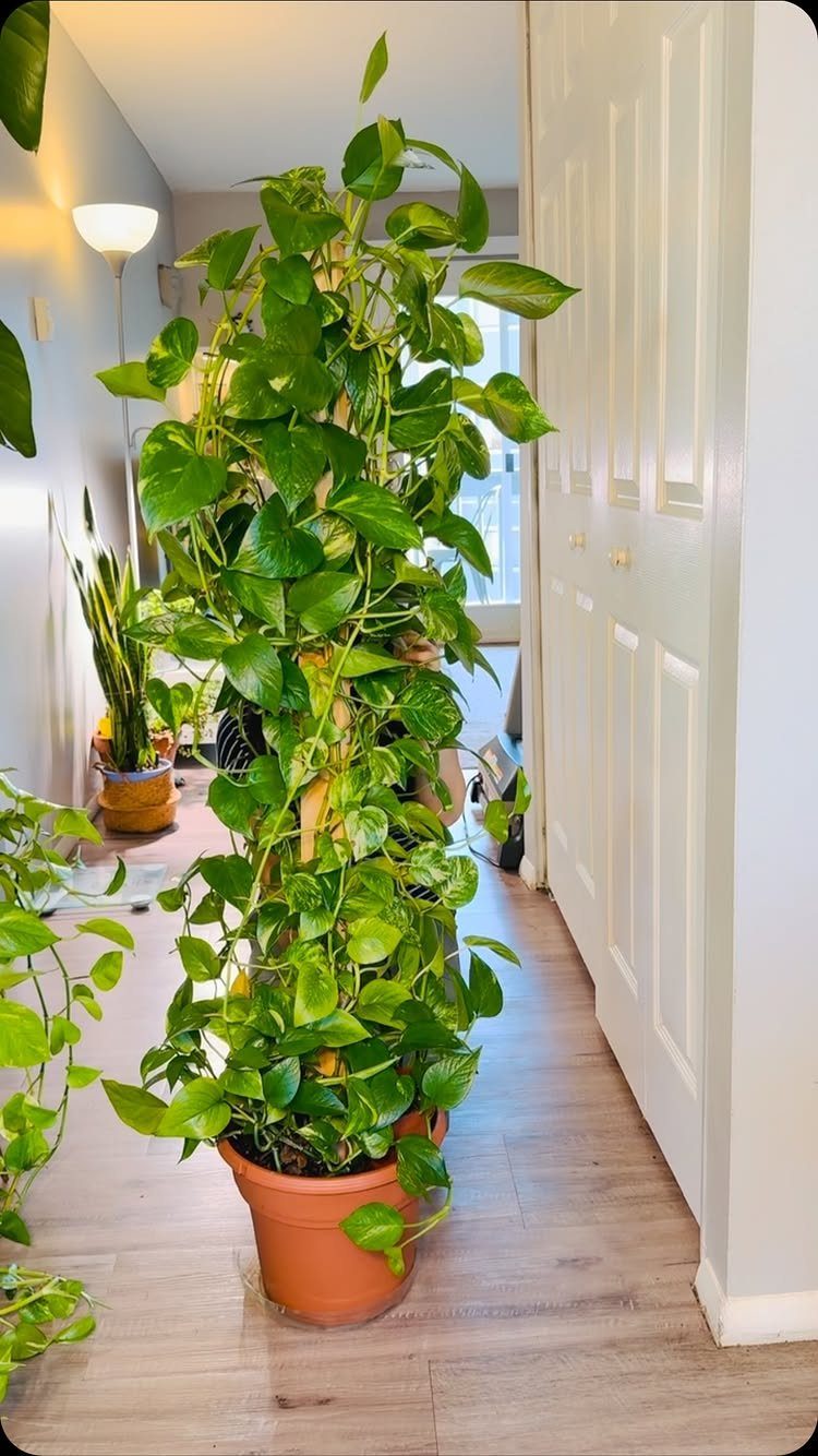 10 Fast Growing Indoor Plants for Quick Lush Growth 10 Tall green pothos plant climbing a moss pole in a terracotta pot indoors.
