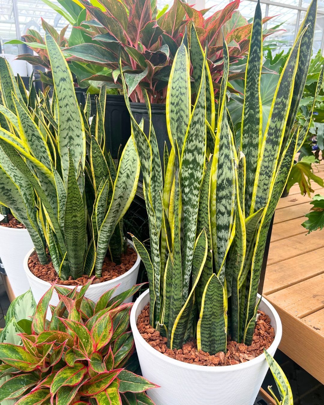 10 Fast Growing Indoor Plants for Quick Lush Growth 6 Snake plants with yellow-edged green leaves in white pots inside a greenhouse.