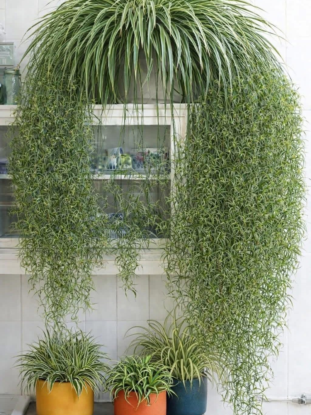 10 Fast Growing Indoor Plants for Quick Lush Growth 1 Large cascading spider plant on a shelf with smaller potted spider plants below.