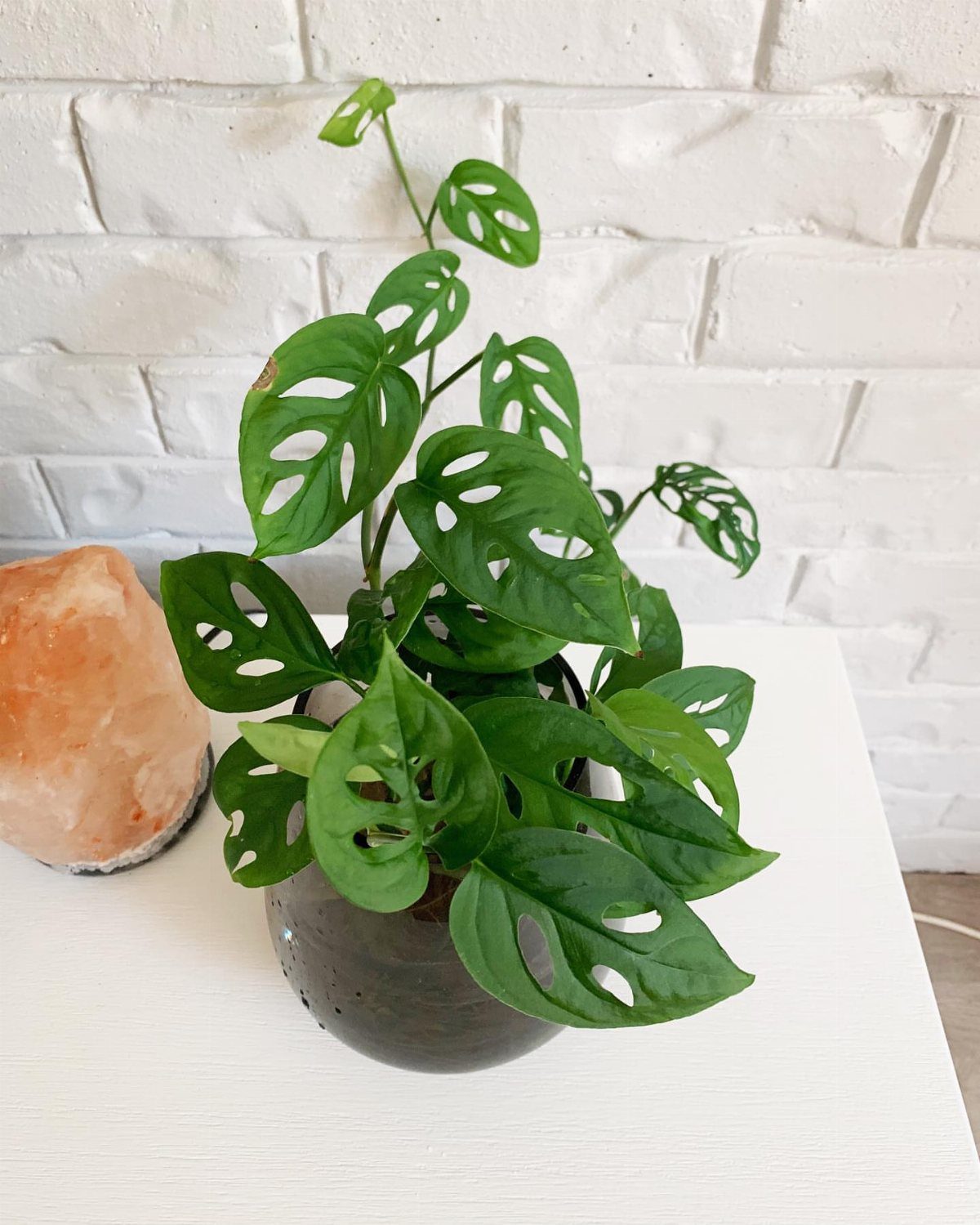 10 Fast Growing Indoor Plants for Quick Lush Growth 3 Swiss cheese plant with perforated green leaves in a grey pot on white surface