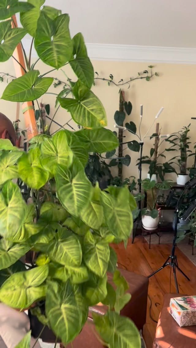 10 Fast Growing Indoor Plants for Quick Lush Growth 2 Syngonium plant with vibrant green arrowhead leaves growing indoors in a sunny room.