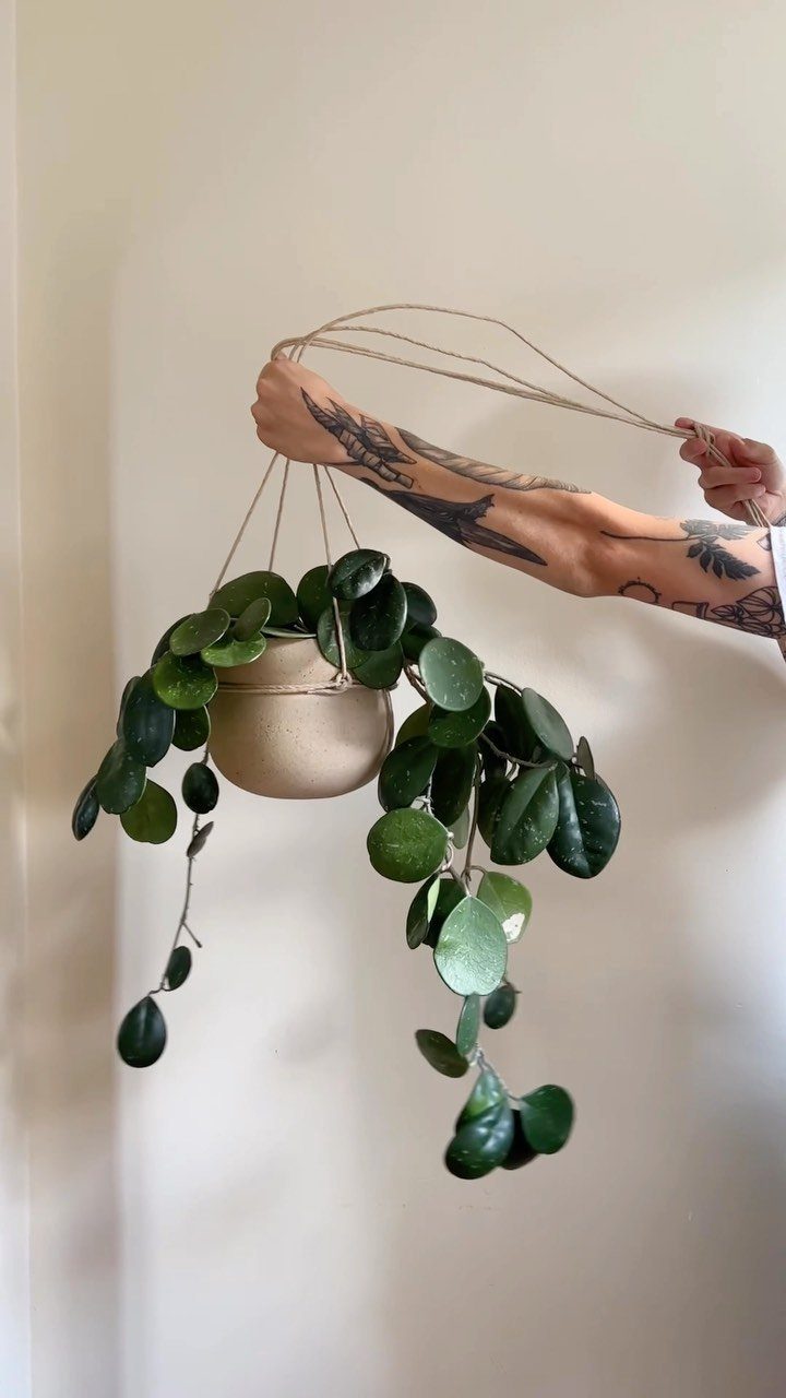 10 Fast Growing Indoor Plants for Quick Lush Growth 9 Trailing plant with round green leaves in a hanging beige pot held by arm.