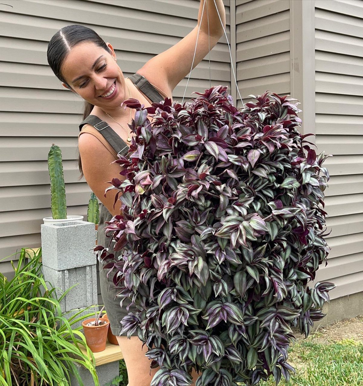 10 Fast Growing Indoor Plants for Quick Lush Growth 7 Woman holding a large hanging basket of purple and silver Zebra Plant leaves.