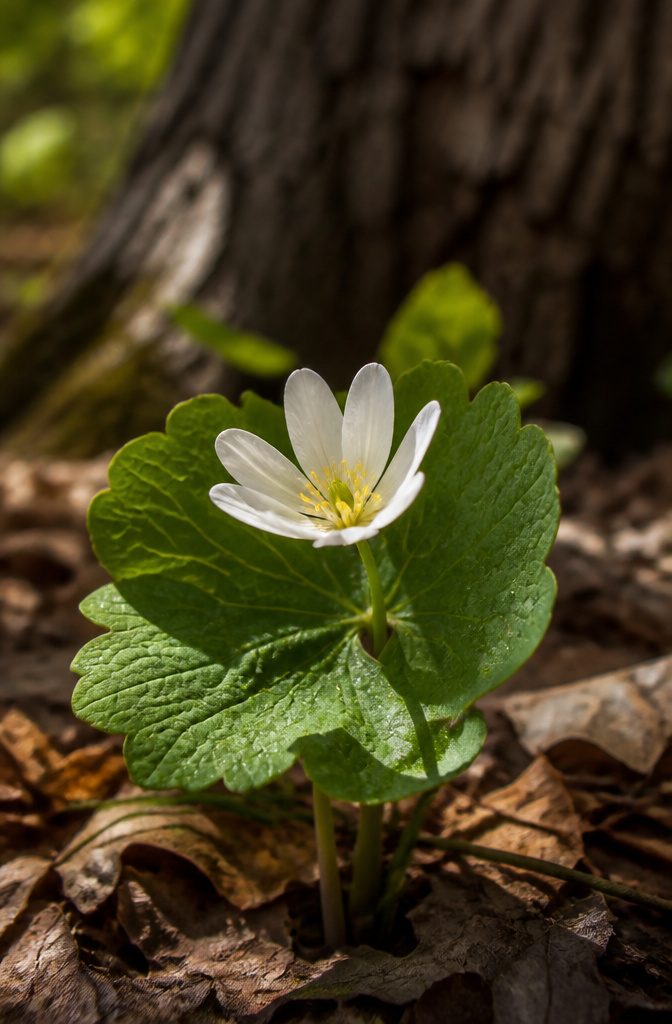 Our Favorite Early Blooming Perennials for the Spring Garden 11 Bloodroot with white flowers and single lobed leaves in a forest.