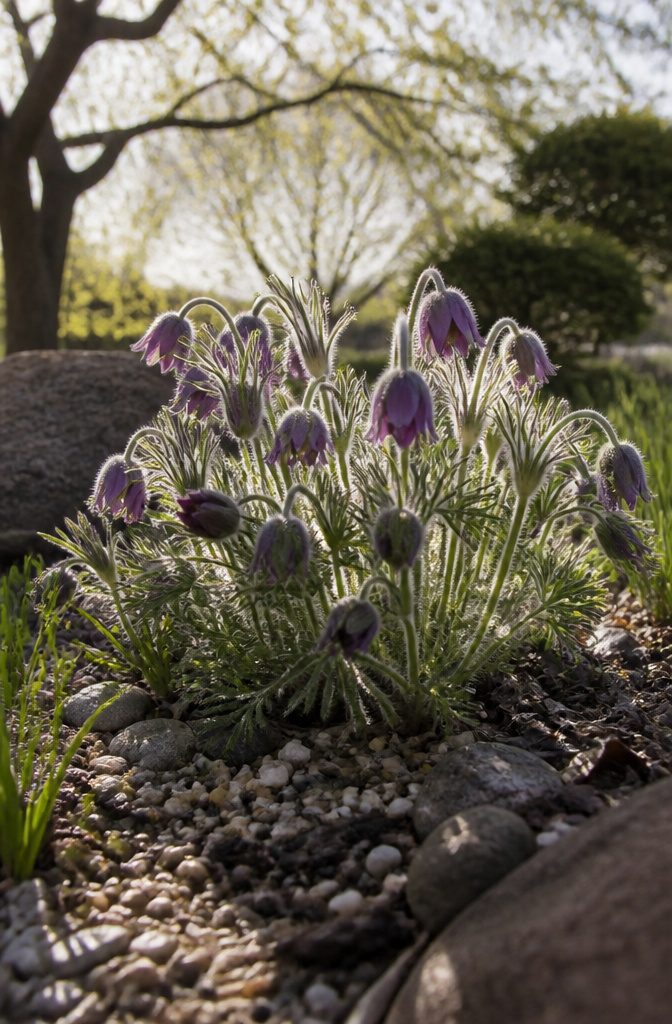 Our Favorite Early Blooming Perennials for the Spring Garden 9 Pasque Flower with purple blooms and fuzzy leaves in a garden.