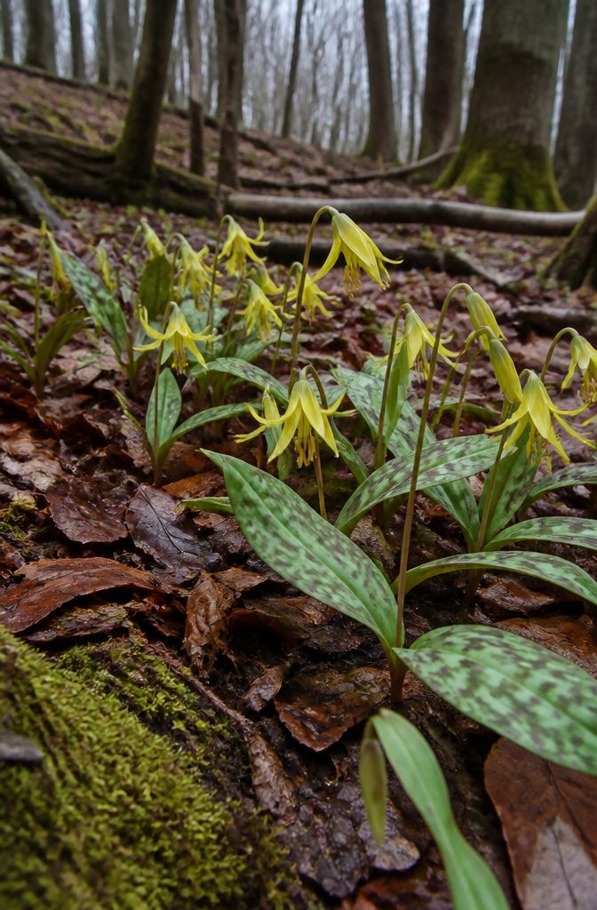 Our Favorite Early Blooming Perennials for the Spring Garden 18 Trout Lily with yellow or white flowers and speckled leaves in a forest.