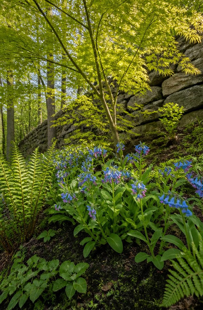 Our Favorite Early Blooming Perennials for the Spring Garden 5 Virginia Bluebells with pink buds and blue flowers in a garden setting.