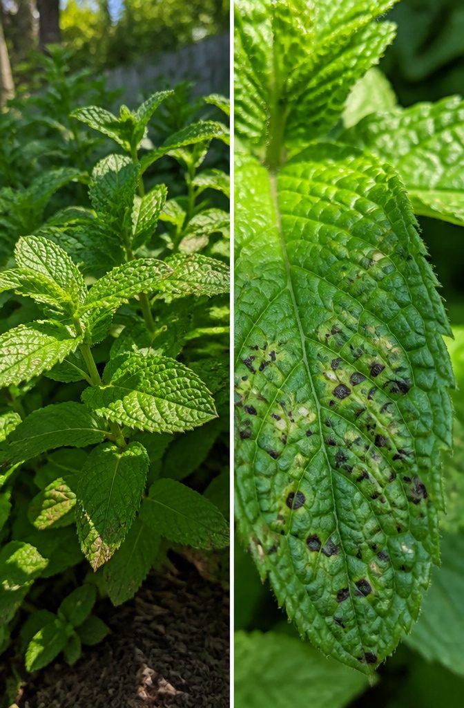 Four-Lined Plant Bugs: Identification, Damage, and Control for 2026 2 Leaf with dark, round spots caused by four-lined plant bug feeding.