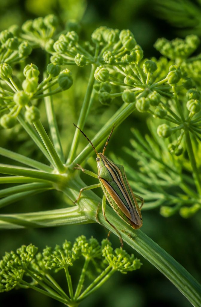 Four-Lined Plant Bugs: Identification, Damage, and Control for 2026 9 Damsel bug and big-eyed bug, natural predators of four-lined plant bugs.