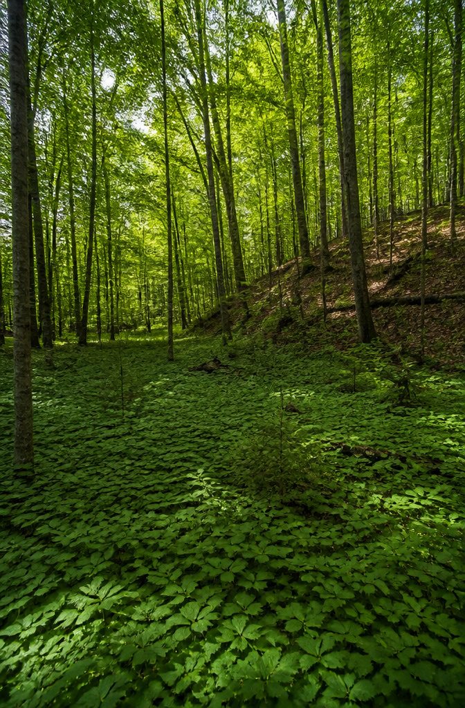 Goutweed patch affecting surrounding plants in a forested area.