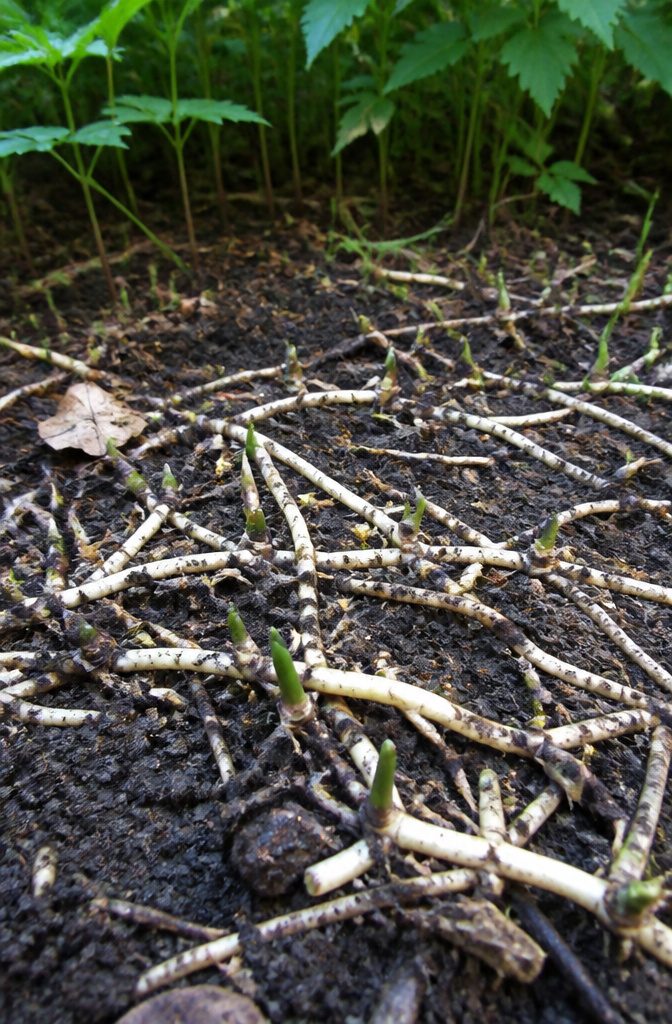 Intricate network of goutweed rhizomes in soil.