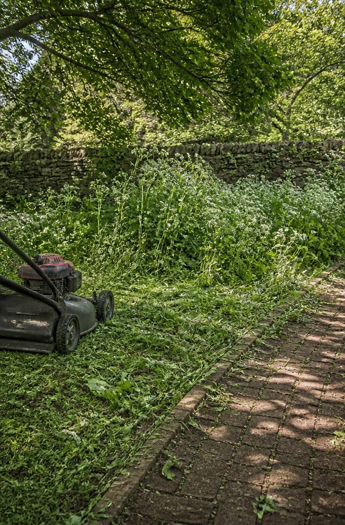 Goutweed being mowed in a garden.