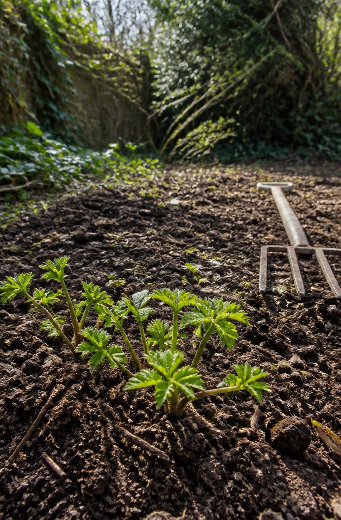 Fresh shoots of goutweed emerging in a cleared garden bed.