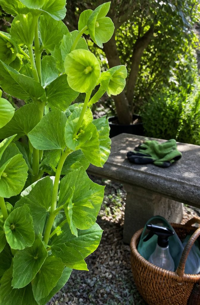 How to Grow Bells of Ireland From Seed: 6 Steps for 2026 8 Close-up of Bells of Ireland leaves with aphids on the underside.