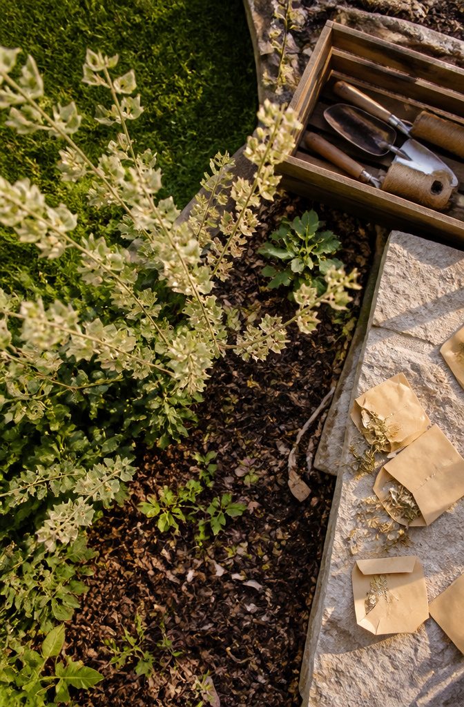 How to Grow Bells of Ireland From Seed: 6 Steps for 2026 9 Old Bells of Ireland plants standing in a garden bed.