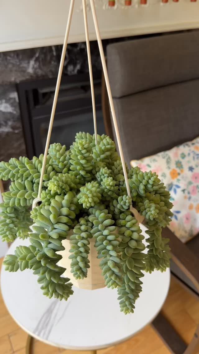 8 Hanging Succulent Plants for Every Indoor Space 1 Burro's Tail succulent with trailing plump green leaves in a hanging pot.