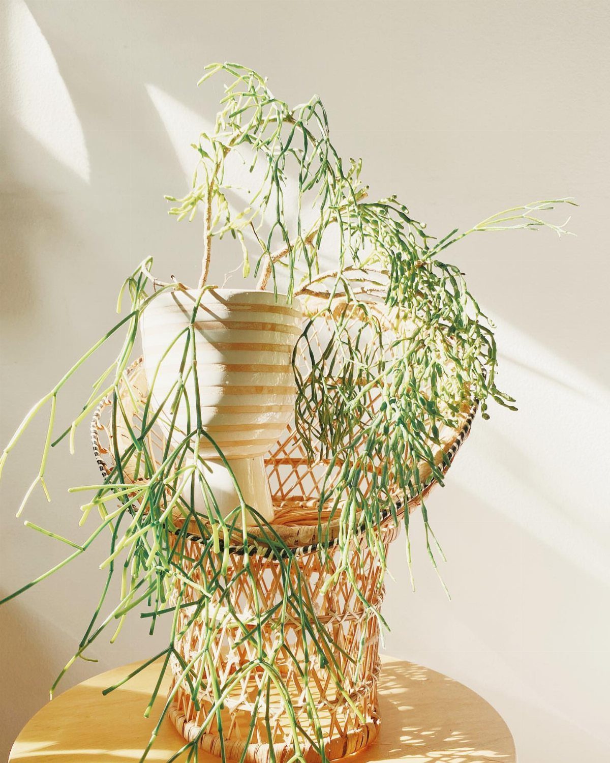8 Hanging Succulent Plants for Every Indoor Space 8 Dancing Bones succulent with jointed stems in a white pot and wicker basket.